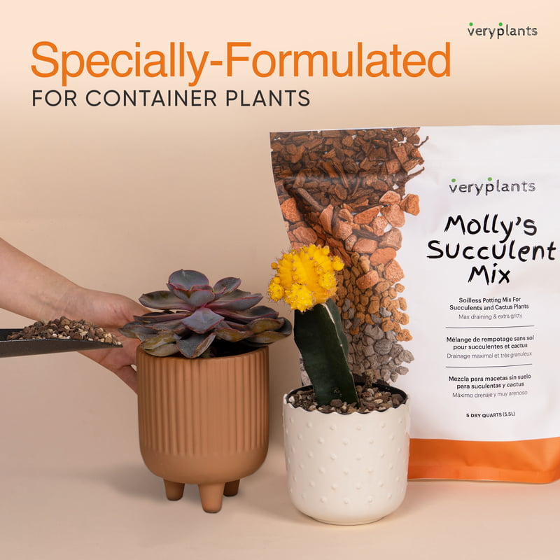 Molly's Succulent Mix • 3 Dry Quarts • Case 8 Units • $19.99 PER UNIT