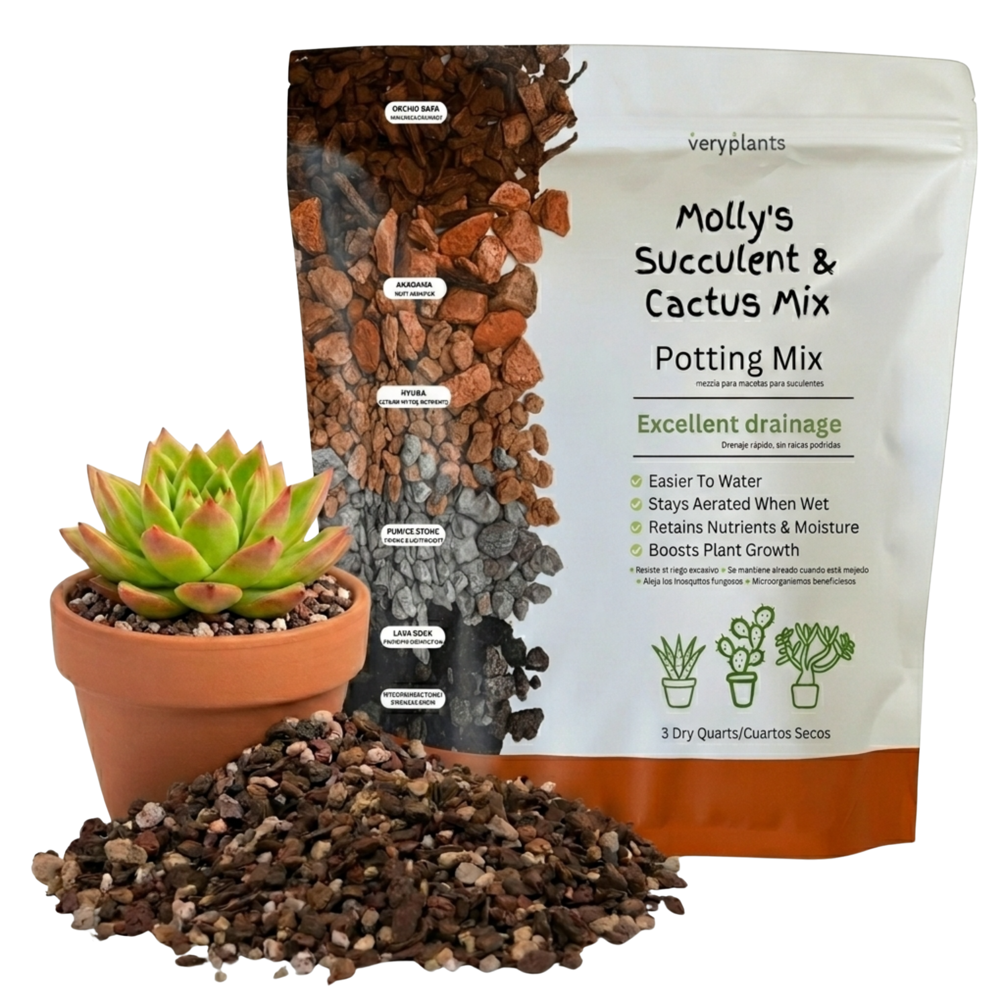 Molly's Succulent Mix