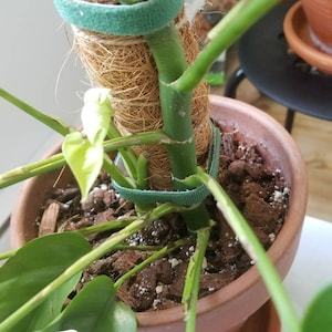 This potting soil is game chan