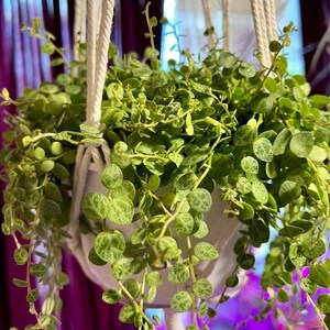 Super fast shipping and extrem