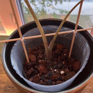 So far so good! I just repotte