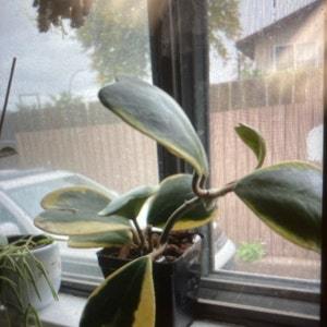 I paid for the quicker shippin