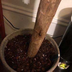 My second order arrived as qui