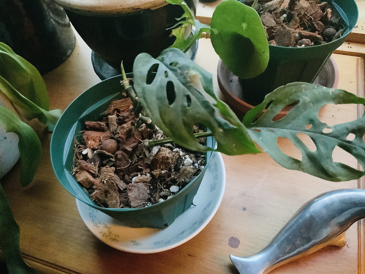 Molly’s Aroid MIx made my plan