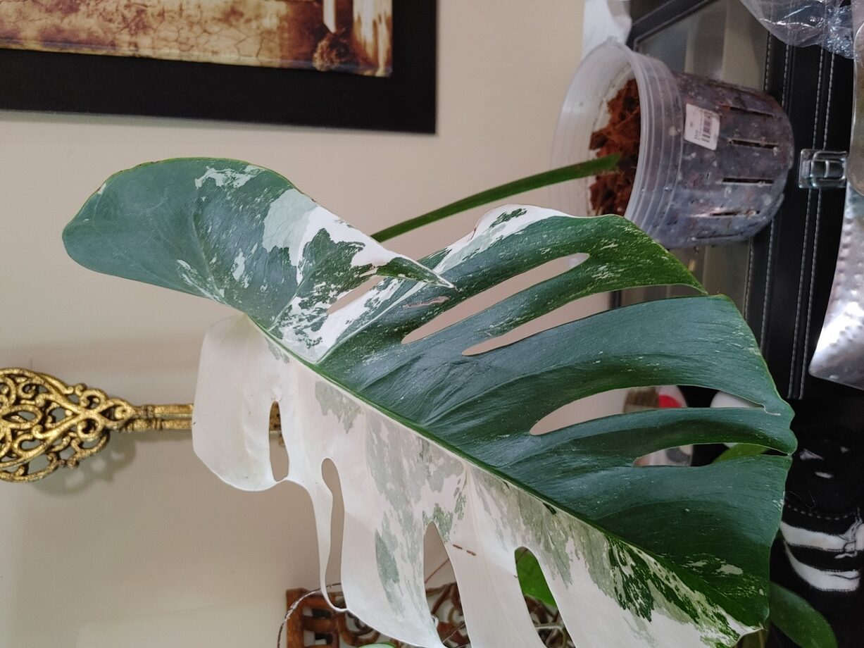 Nice airy potting medium and i