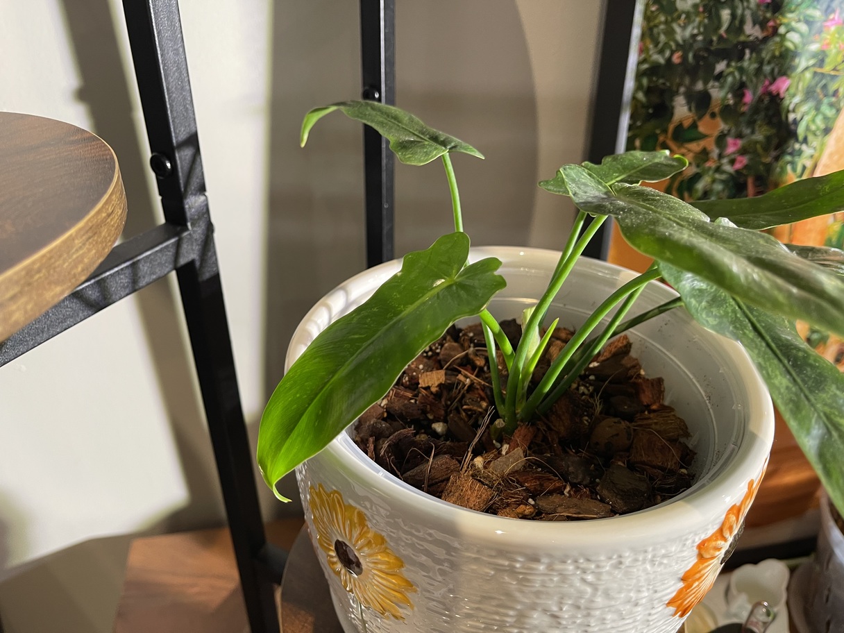 chunky mix and well draining,