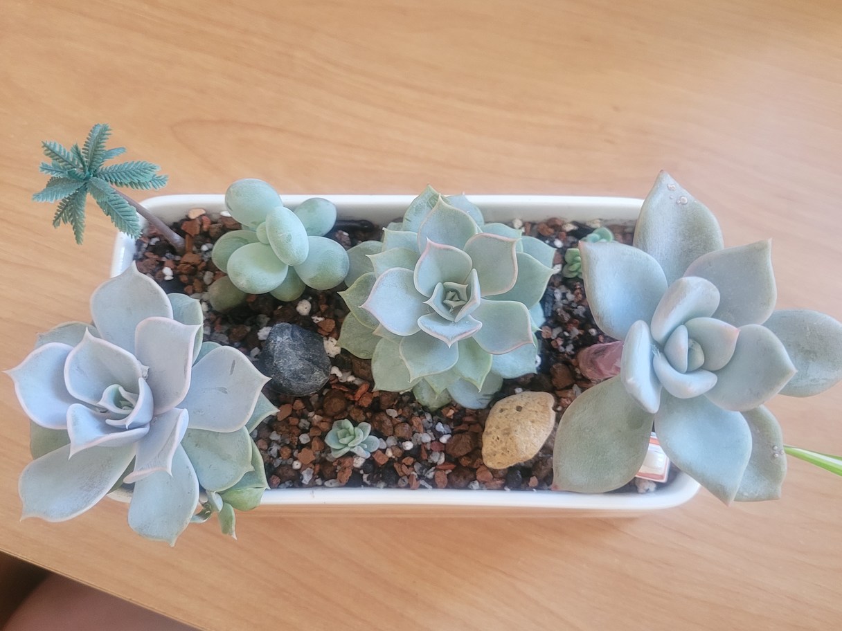 This succulent mix is wonderfu