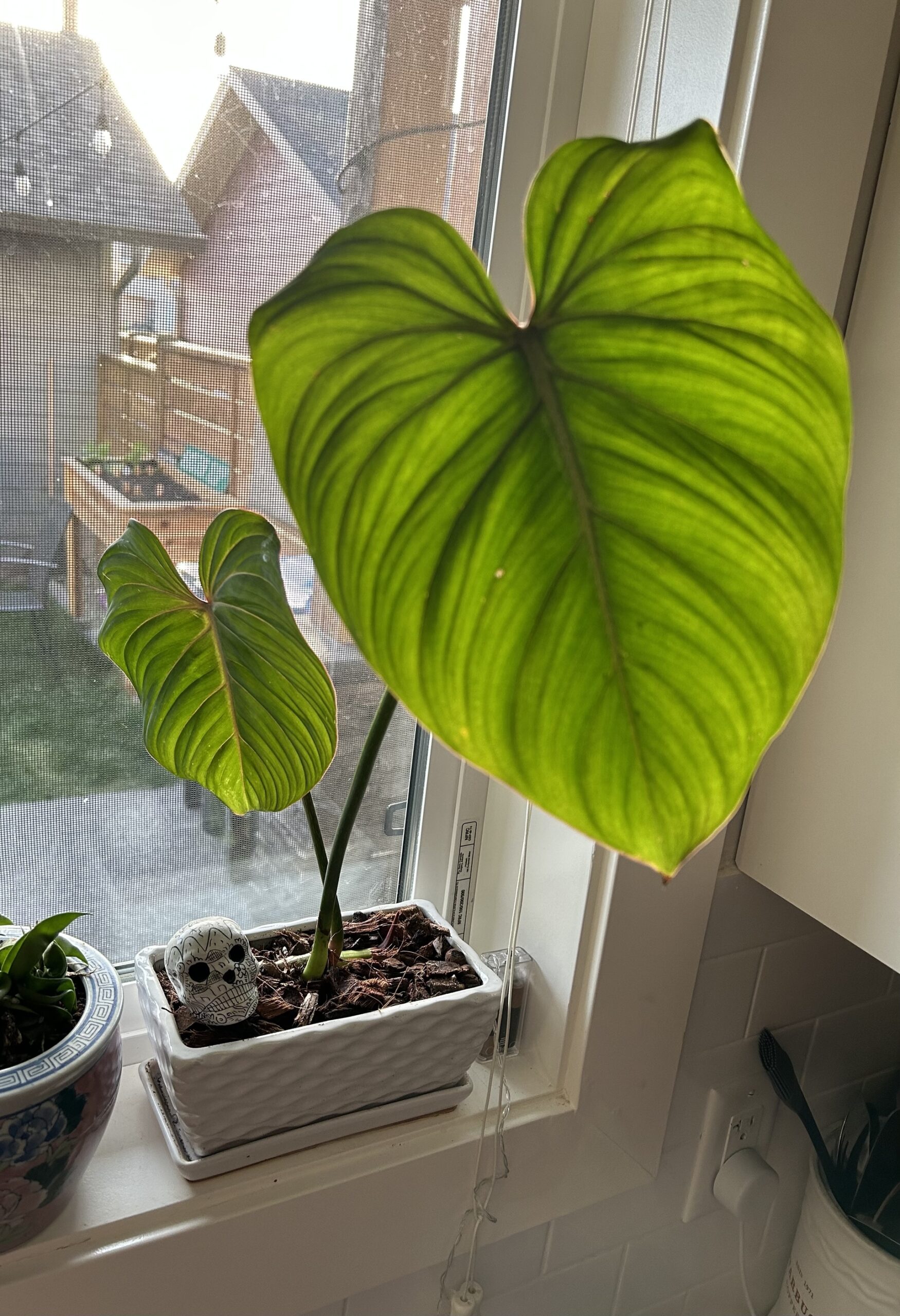 My Philodendron Gloriosum seem