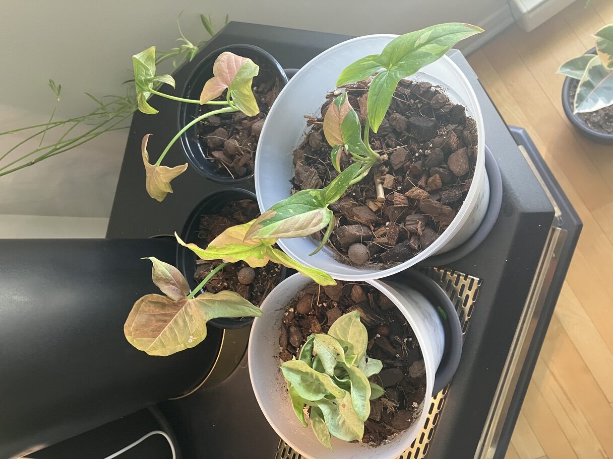 Parfait pour mes belles syngon