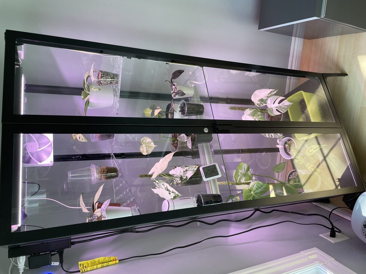 Most of my monsteras and a cou