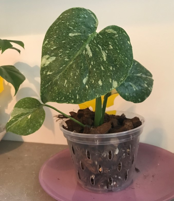 I had a fungus gnat problem fr