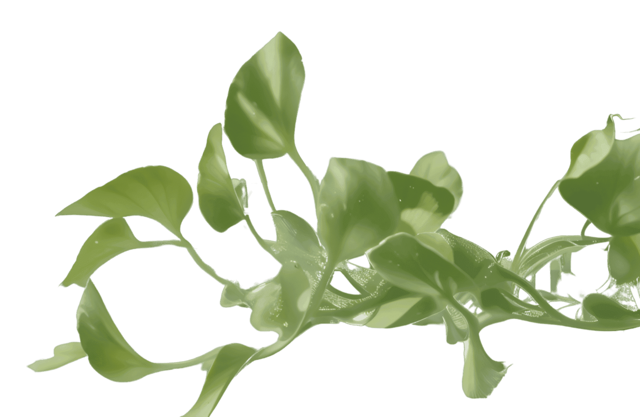 Contact Us VERYPLANTS contact-us-veryplants