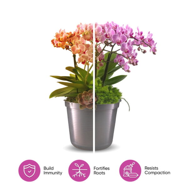 Molly's Orchid Mix - Image 5