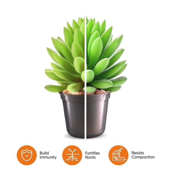 Molly's Succulent Mix - Image 5