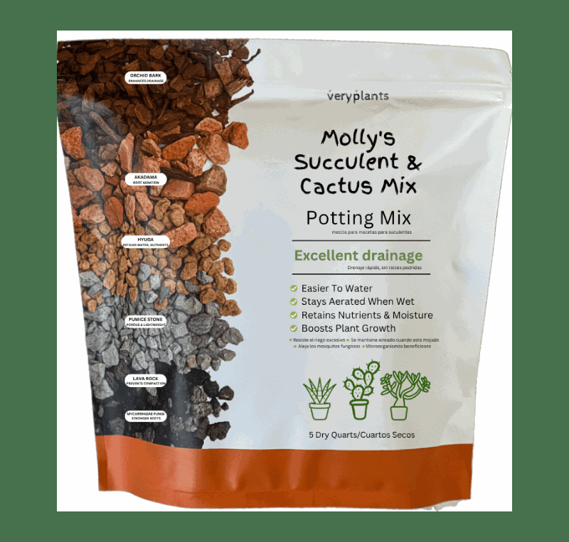 Molly's Succulent Mix